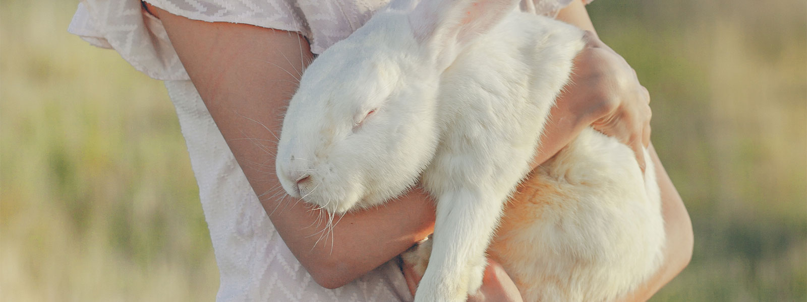 Testes em animais: motivos para serem proibidos